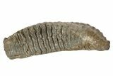 Fossil Woolly Mammoth Molar - Siberia #235039-4